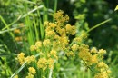 Echtes Labkraut - Galium verum * 1414 x 942 * (422KB)